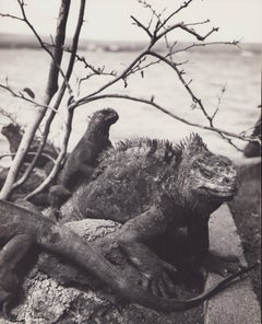 Galápagos, Iguane, Photographie en noir et blanc, années 1960, 28,6 x 23,2 cm