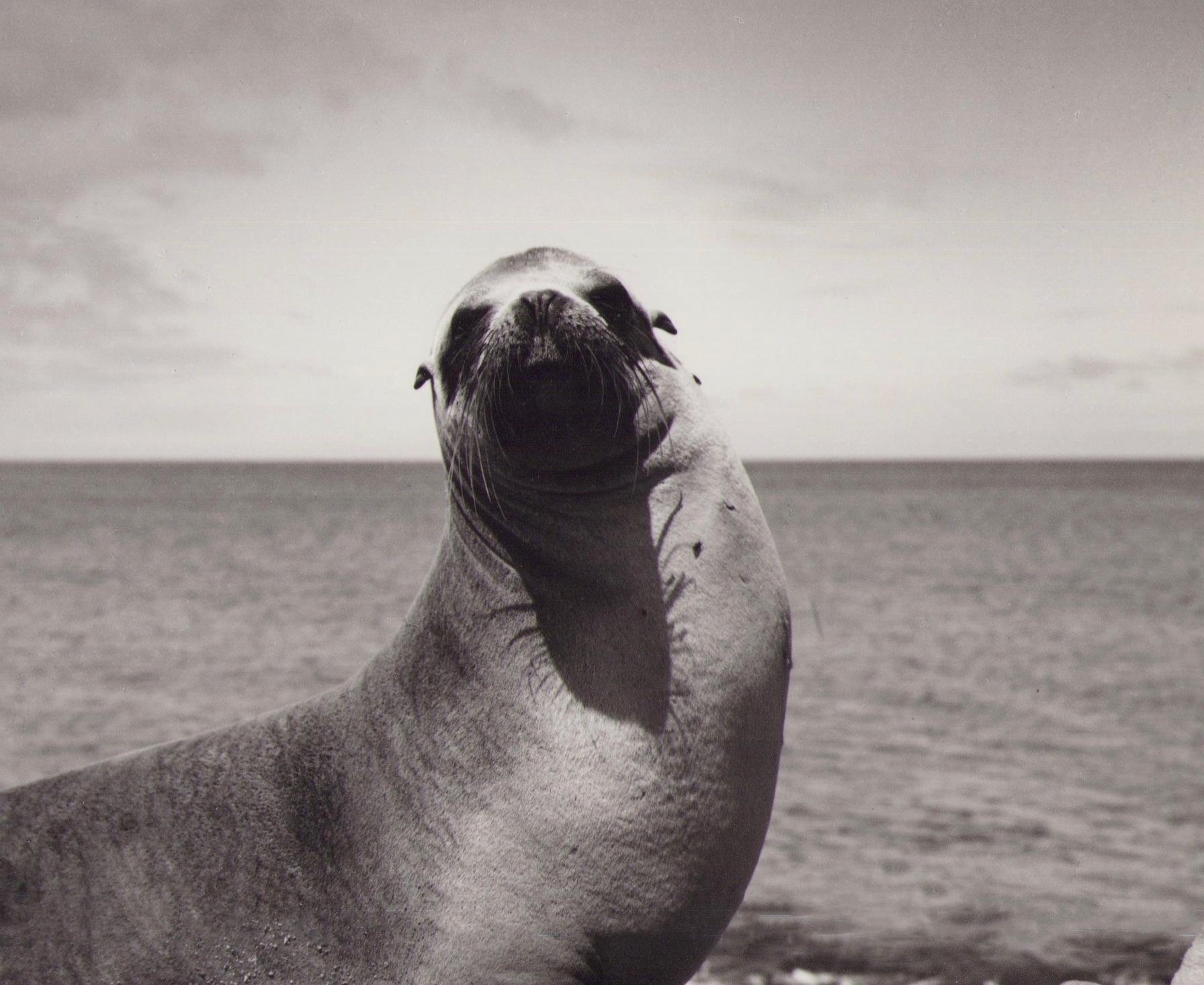 Galápagos, Seal, Black and White Photography, 1960s, 23, 2 x 23, 2 cm - Gray Portrait Photograph by Hanna Seidel