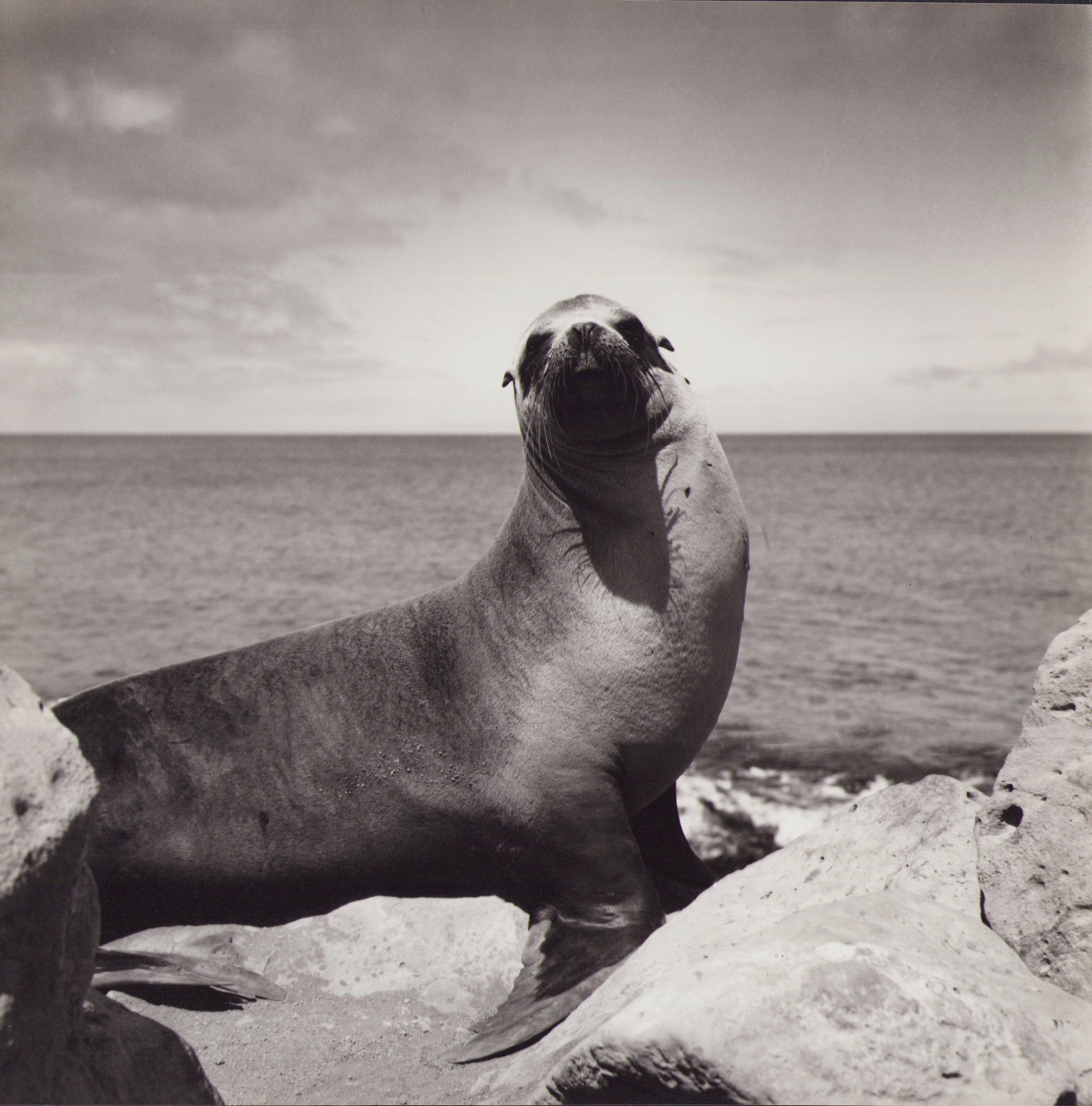 Hanna Seidel Portrait Photograph - Galápagos, Seal, Black and White Photography, 1960s, 23, 2 x 23, 2 cm