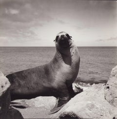 Galápagos, Seal, Black and White Photography, 1960s, 23, 2 x 23, 2 cm