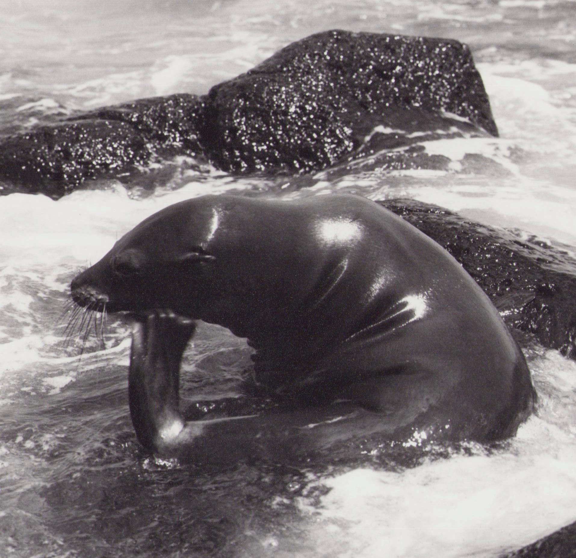 Galápagos, Seal, Black and White Photography, 1960s, 23, 2 x 29 cm For Sale 1