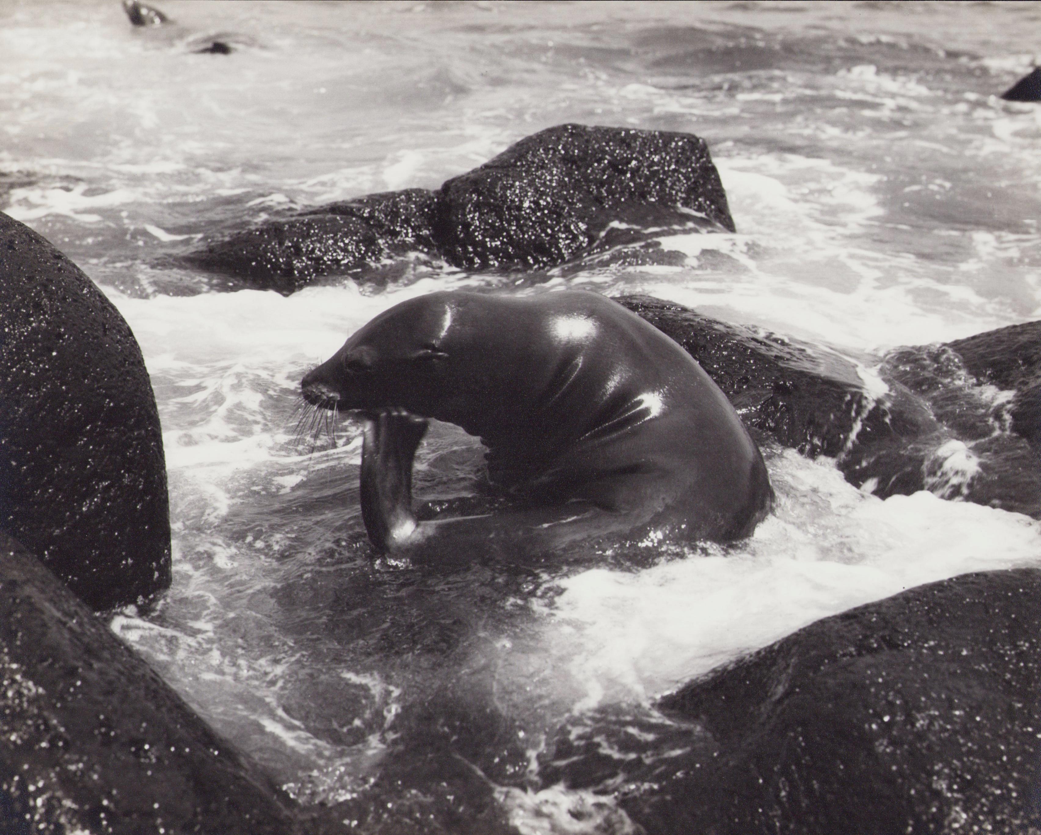 Black and White Photograph de Hanna Seidel - Galápagos, Foca, Fotografía en blanco y negro, Años 60, 23, 2 x 29 cm