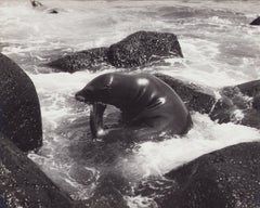 Retro Galápagos, Seal, Black and White Photography, 1960s, 23, 2 x 29 cm