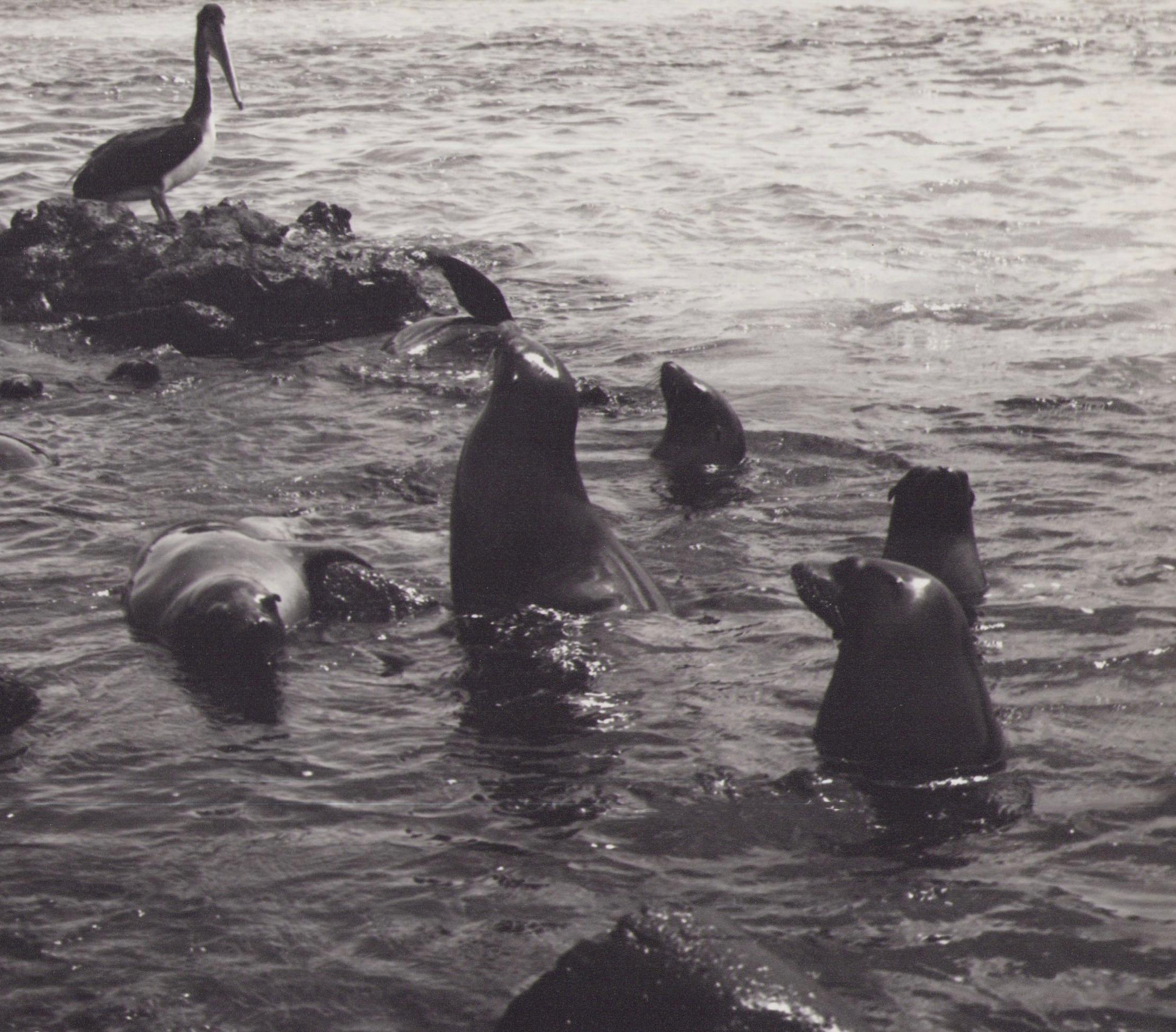 Galápagos, Seals, Black and White Photography, 1960s, 19, 7 x 27, 1 cm For Sale 1