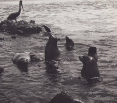 Galápagos, Seals, Black and White Photography, 1960s, 19, 7 x 27, 1 cm