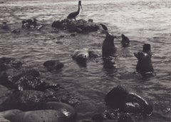 Galápagos, phoques, photographie en noir et blanc, années 1960, 19,7 x 27,1 cm