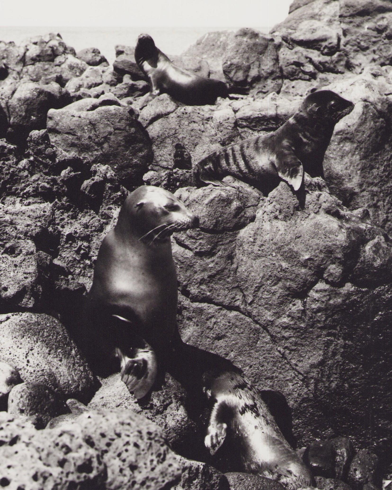 Galápagos, Seals, Black and White Photography, 1960s, 29, 1 x 23, 4 cm For Sale 1