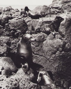 Galápagos, Robben, Schwarz-Weiß-Fotografie, 1960er Jahre, 29,1 x 23,4 cm