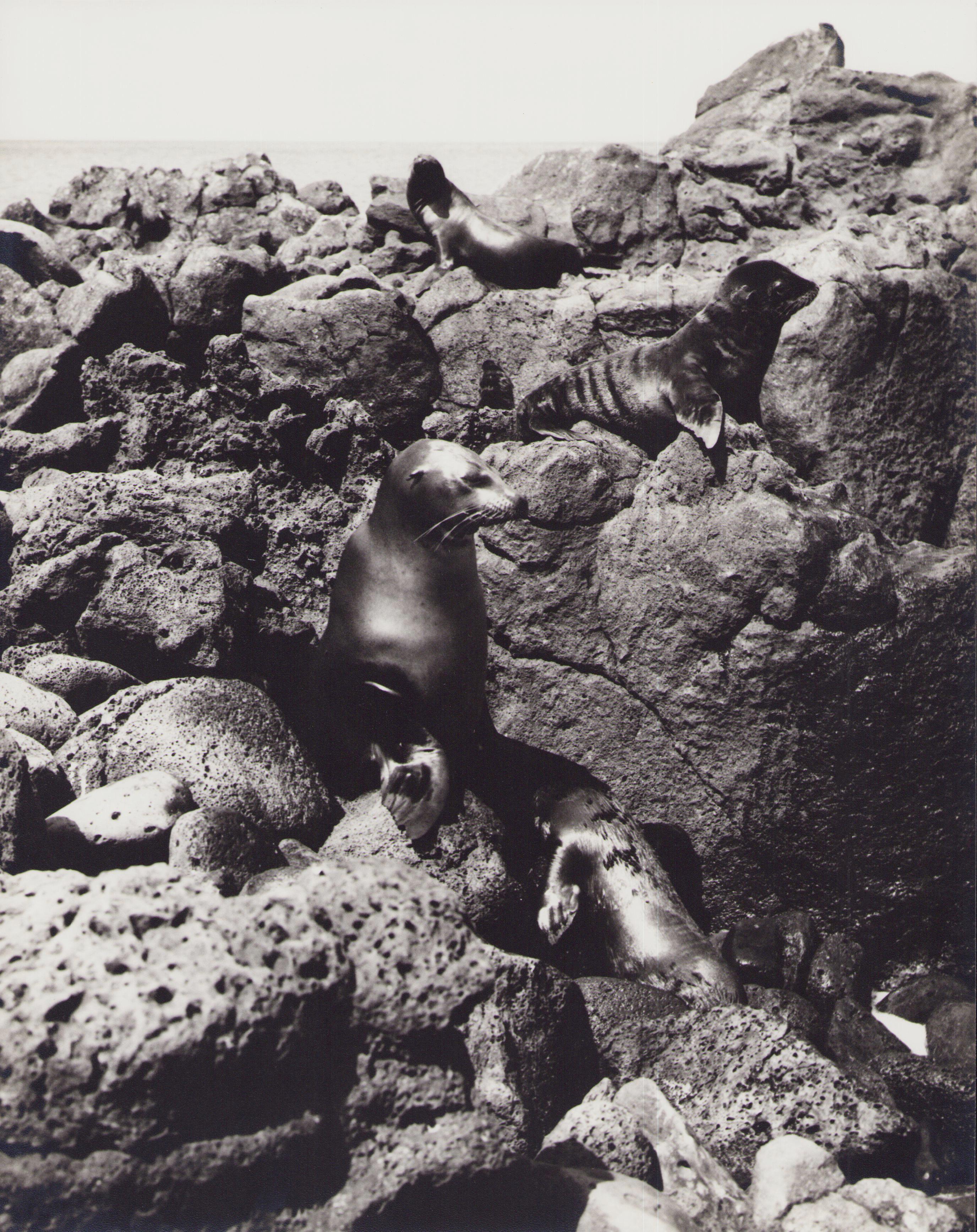Hanna Seidel (1925 to 2005) lived and worked in Argentina for many years. She was a world traveller, journeying to South America in the 1950s and to Central America, Japan, India, and the USSR in the 1960s.In the invitation to an exhibition of her
