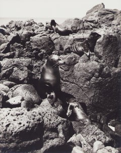Galápagos, phoques, photographie en noir et blanc, années 1960, 29,1 x 23,4 cm