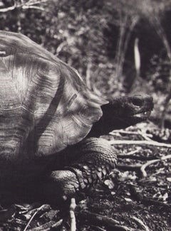 Galápagos, Tartaruga, Fotografia in bianco e nero, 1960, 23, 2 x 27, 1 cm