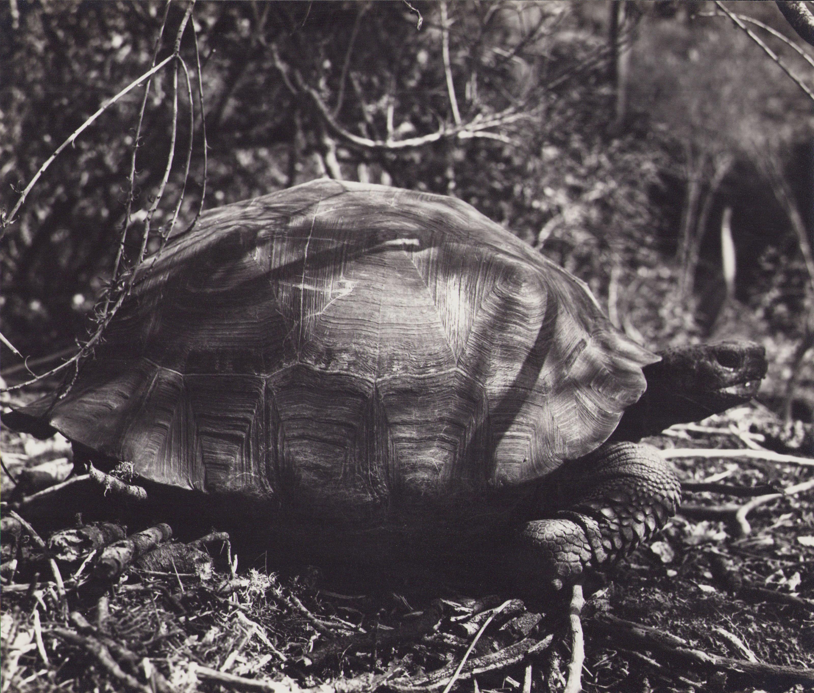 black galapagos turtle