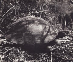 Galápagos, Schildkröte, Schwarz-Weiß-Fotografie, 1960er Jahre, 23,2 x 27,1 cm