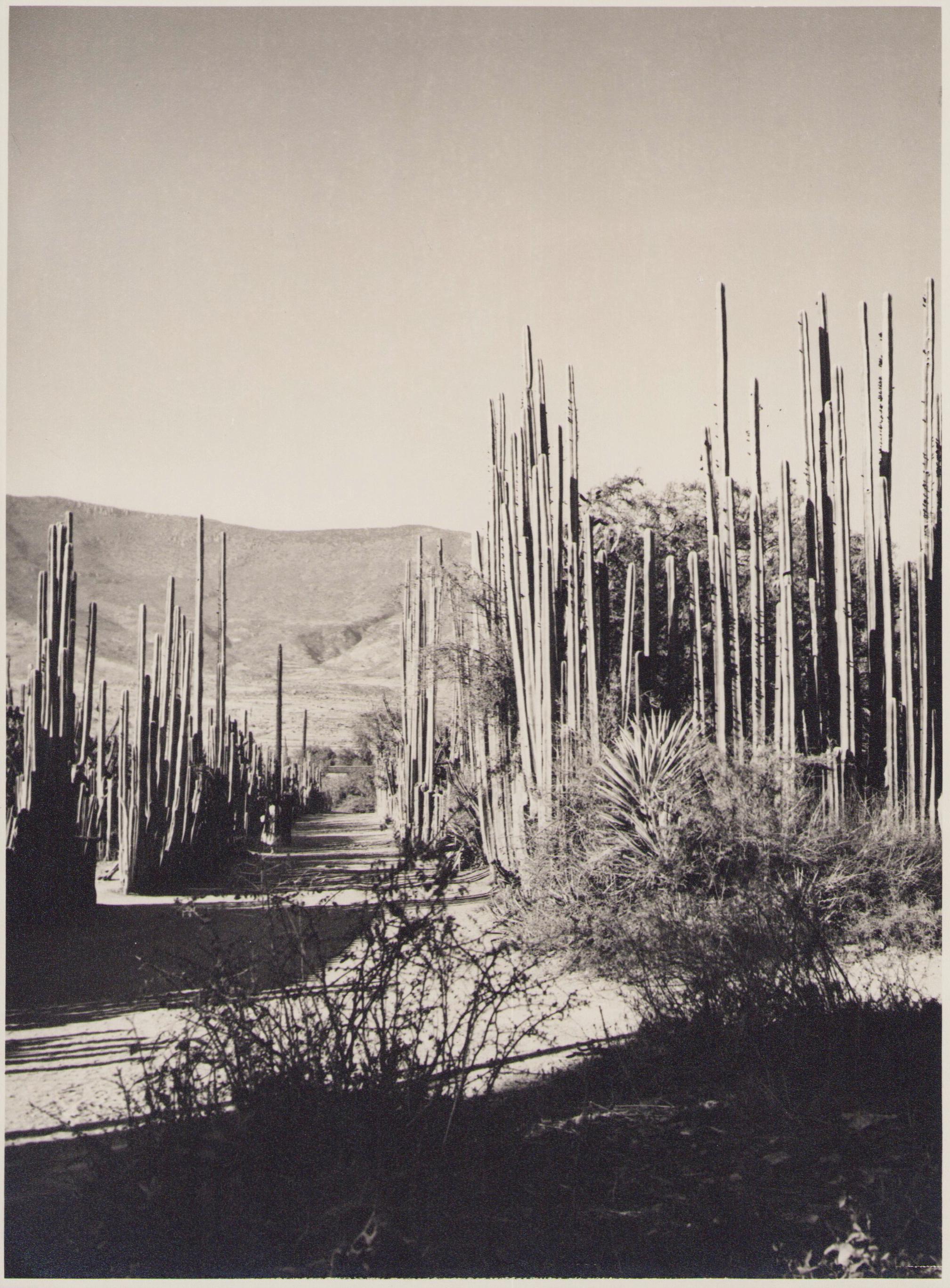 Mexiko, Landschaft, Schwarz-Wei-Fotografie, 1960er Jahre, 23,2 x 17,2 cm