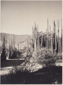 Mexico, Landscape, Black and White Photography, 1960s, 23, 2 x 17, 2 cm