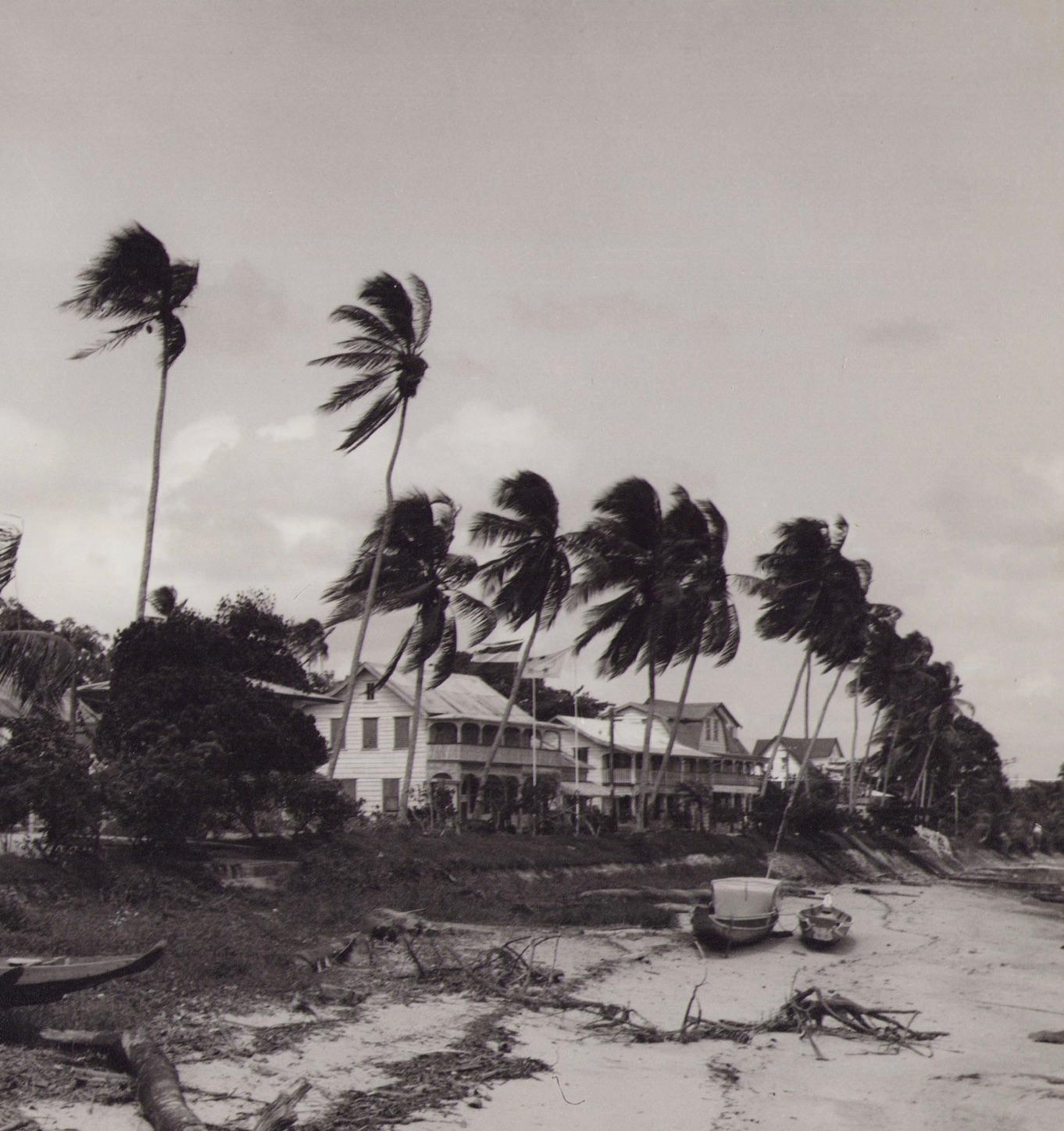 Suriname, River, Palmtrees, Black and White Photography, 1960s, 23, 5 x 29, 1 cm For Sale 1
