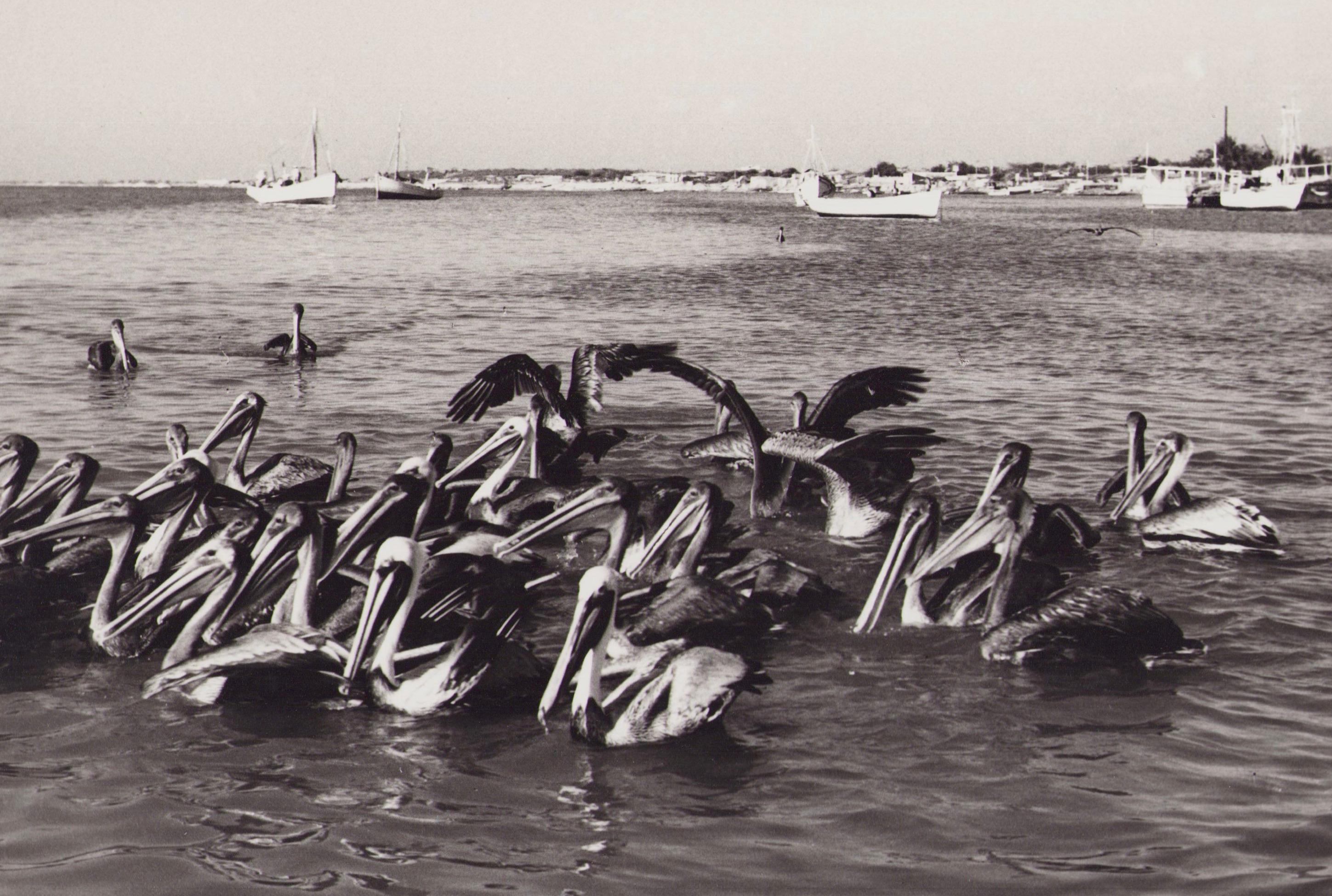 Venezuela, Pelicans, Black and White Photography, 1960s, 19 x 30, 1 cm - Gray Portrait Photograph by Hanna Seidel