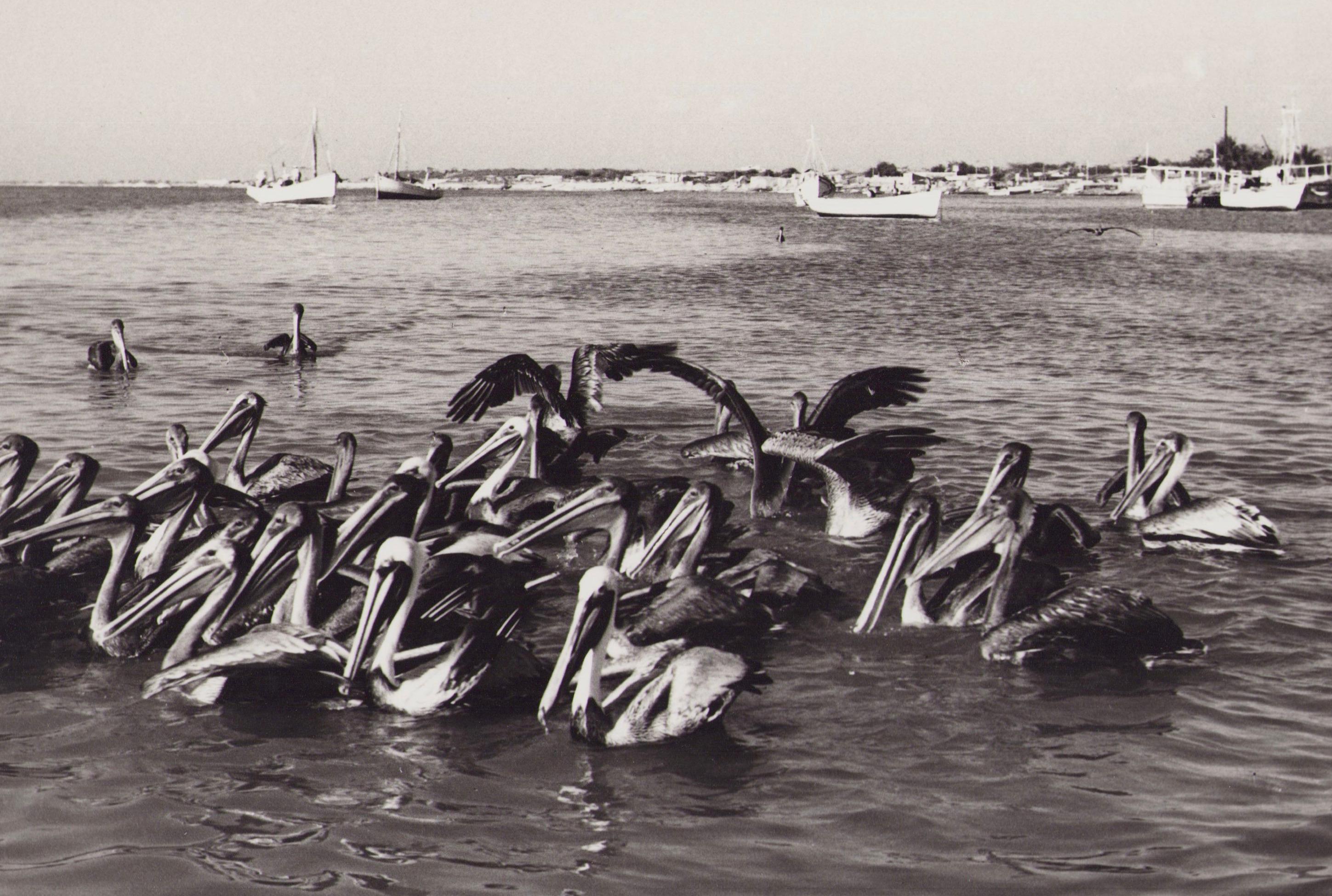 Venezuela, Pelícanos, Fotografía en blanco y negro, años 60, 19 x 30, 1 cm - Photograph de Hanna Seidel