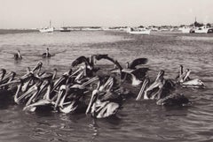 Venezuela, Pelícanos, Fotografía en blanco y negro, años 60, 19 x 30, 1 cm