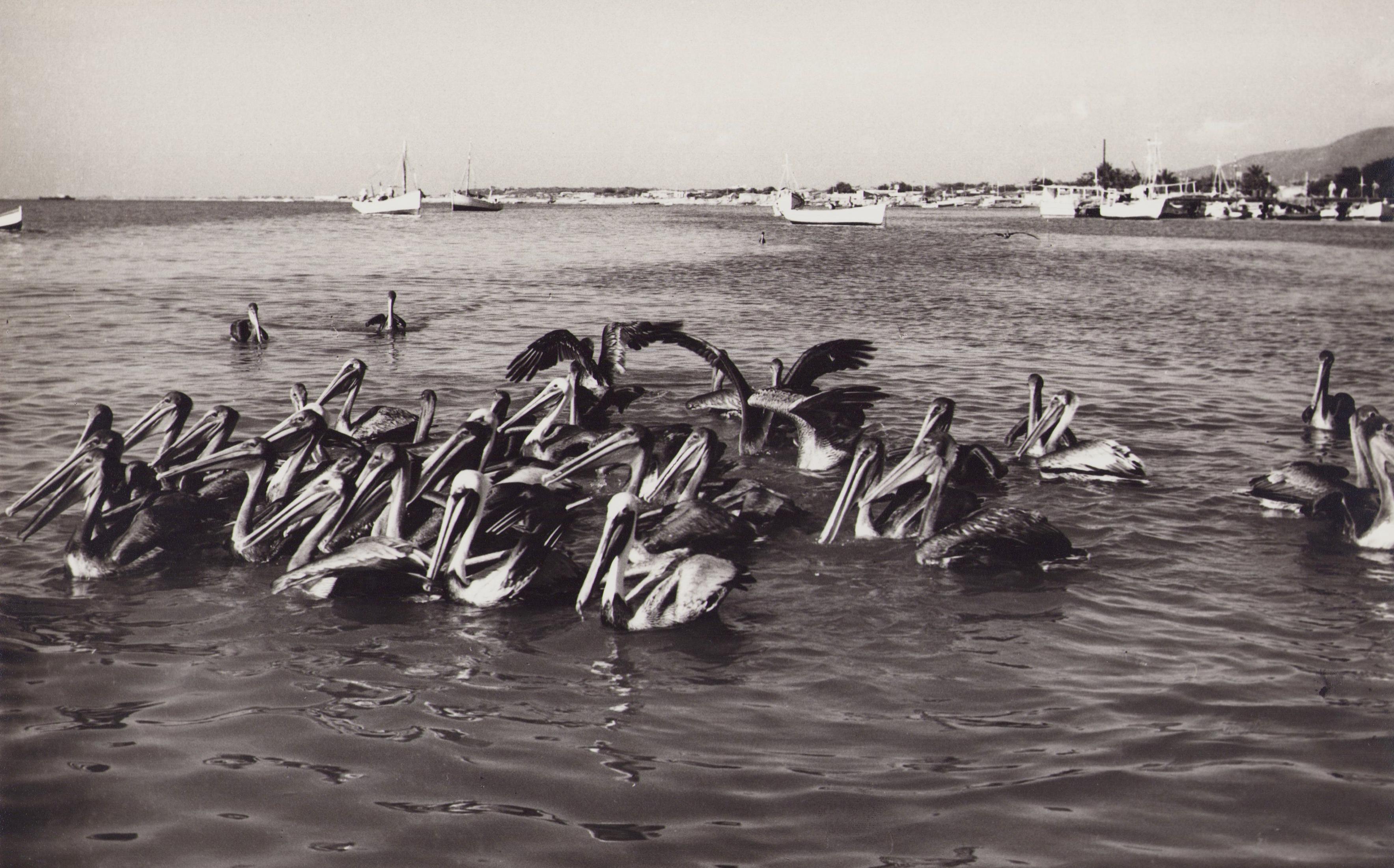 Hanna Seidel Portrait Photograph - Venezuela, Pelicans, Black and White Photography, 1960s, 19 x 30, 1 cm