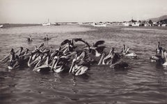 Venezuela, Pelicans, Black and White Photography, 1960s, 19 x 30, 1 cm