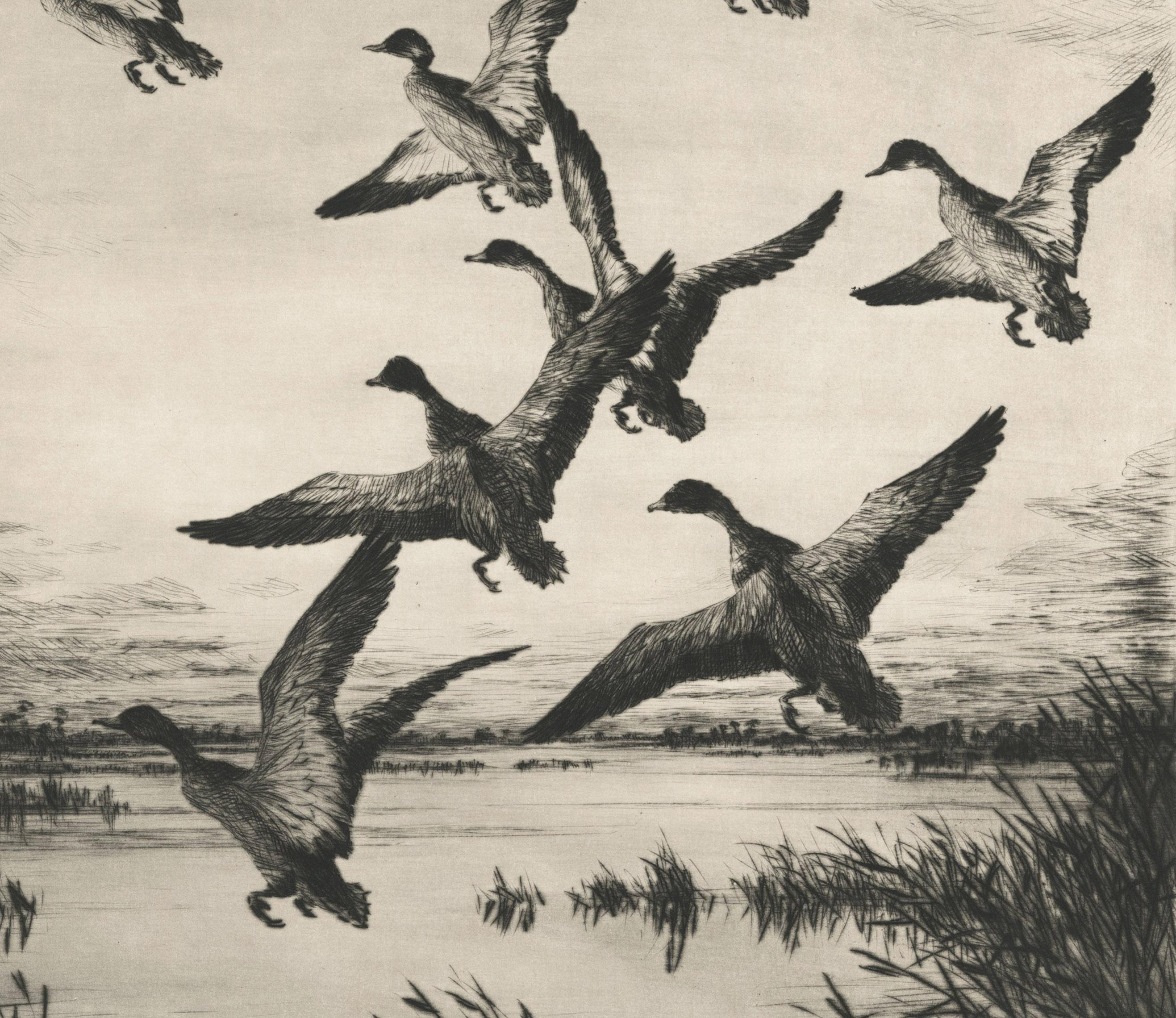 Black Ducks (Marsh Ducks) - American Realist Print by Hans Kleiber