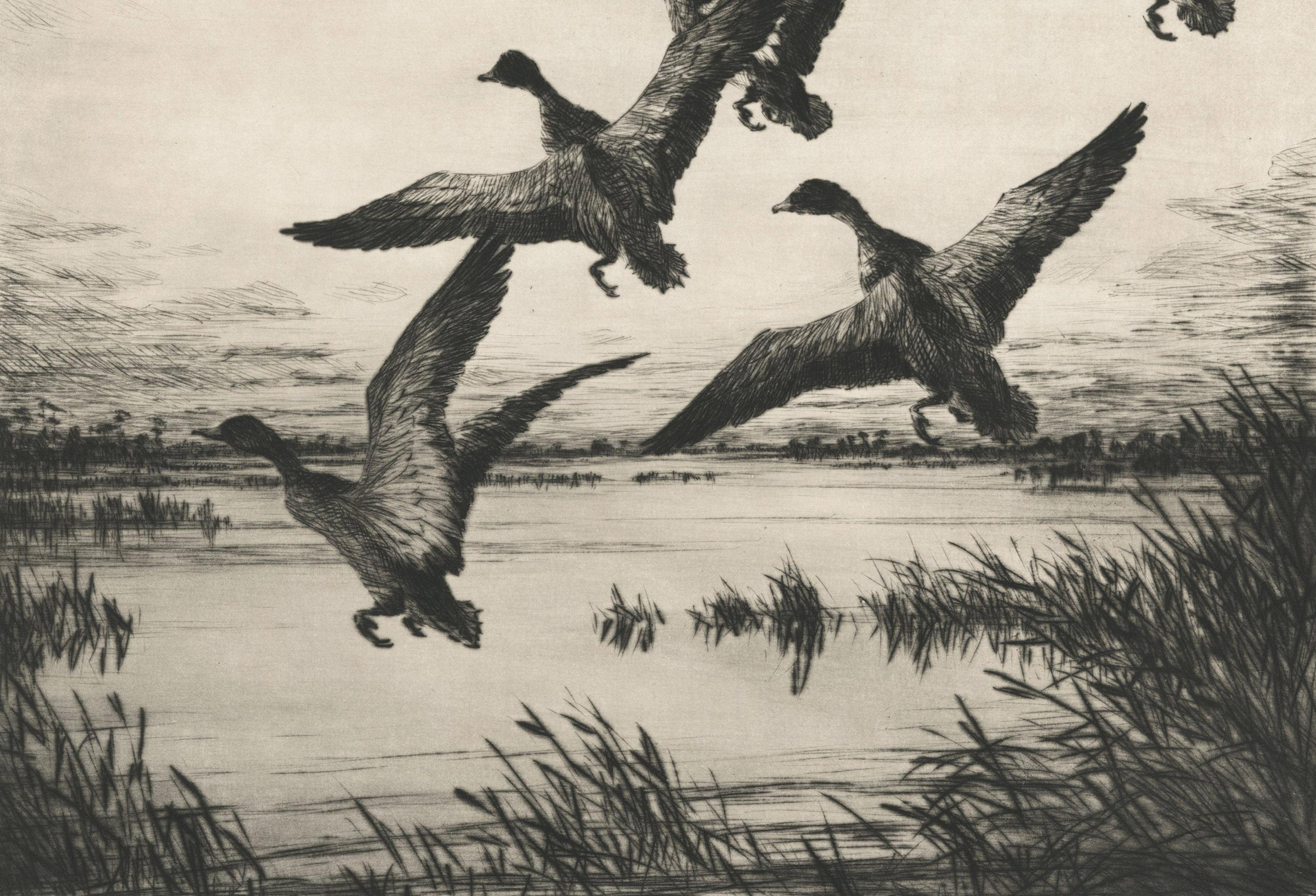 Black Ducks (Marsh Ducks)
Etching, 1964
Signed in pencil lower right
Titled in pencil lower left
Edition: 250
Published by Associated American Artist, New York
Illustrated: AAA catalogs 1964-08 and 1966-08
Condition: Excellent
Image/Plate size: 11