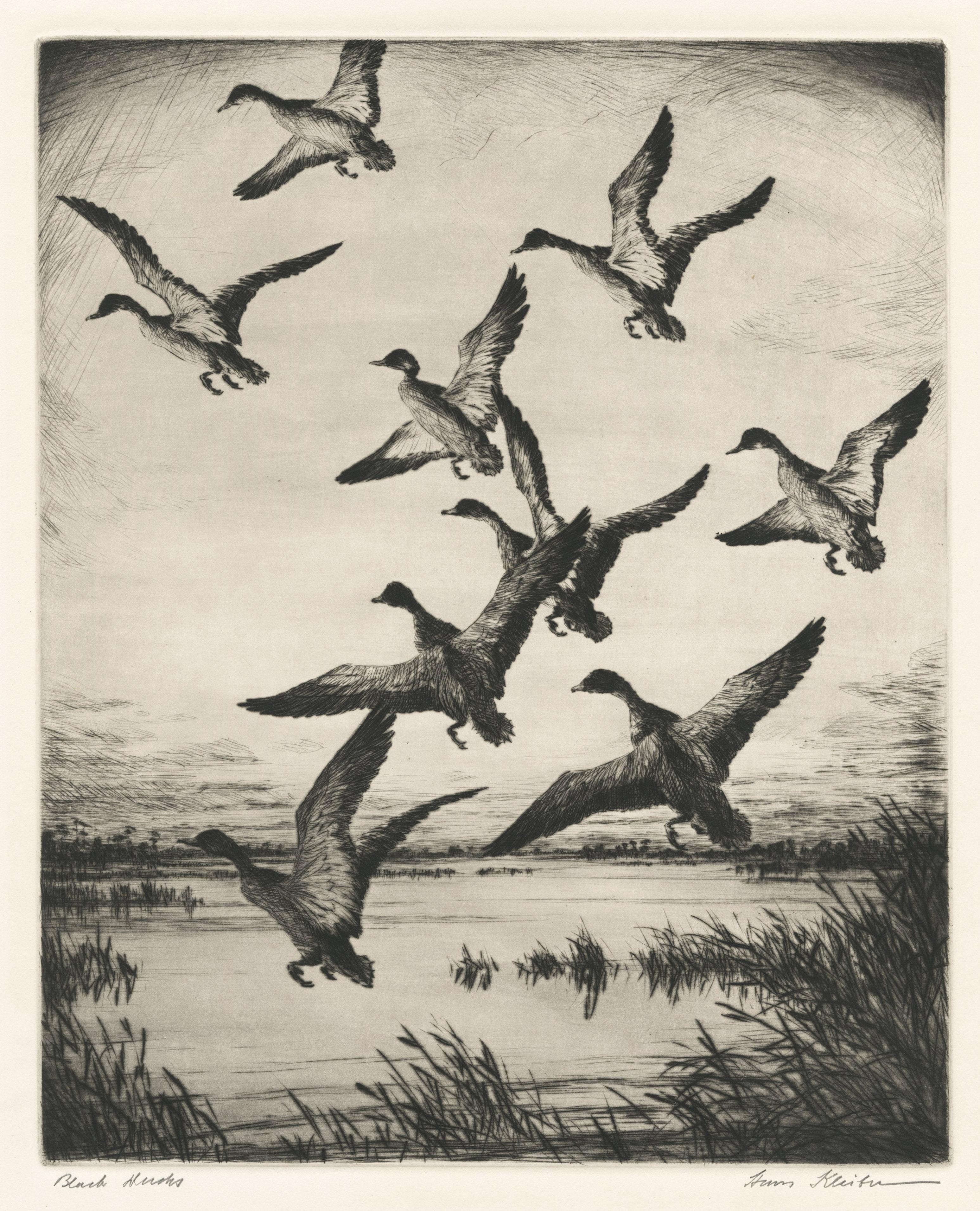 Hans Kleiber Animal Print - Black Ducks (Marsh Ducks)