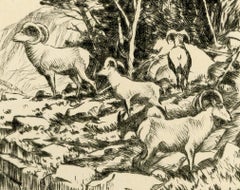 In th Bighorns (Wyoming)