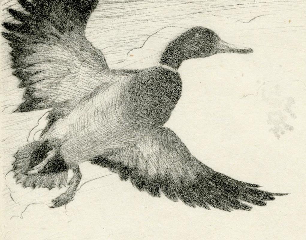 Ánade azulón (Louisiana Honkers) - Print de Hans Kleiber