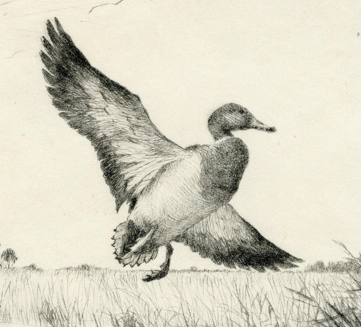 Ánade azulón (Louisiana Honkers) - Print realista estadounidense de Hans Kleiber