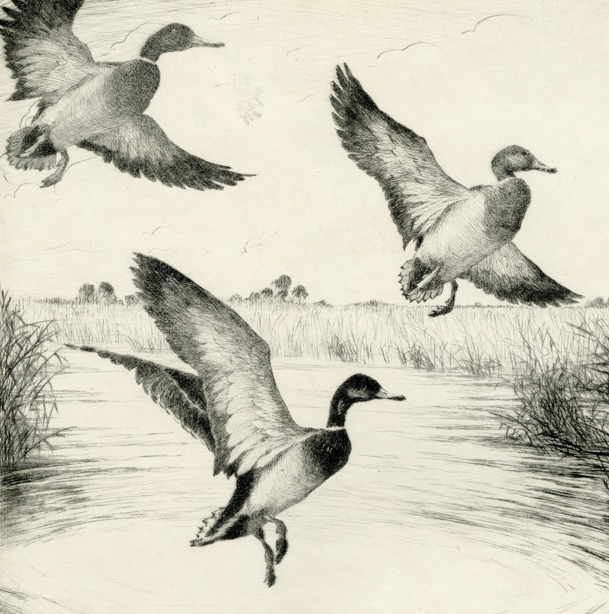 Ánade azulón (Louisiana Honkers)
Punta seca, c. 1940
Firmado a lápiz abajo a la derecha (ver foto)
Titulado a lápiz abajo a la izquierda (ver foto)
Nota: Una famosa imagen de Kleiber.  Se fabricó en una versión coloreada a mano que tiene un gran