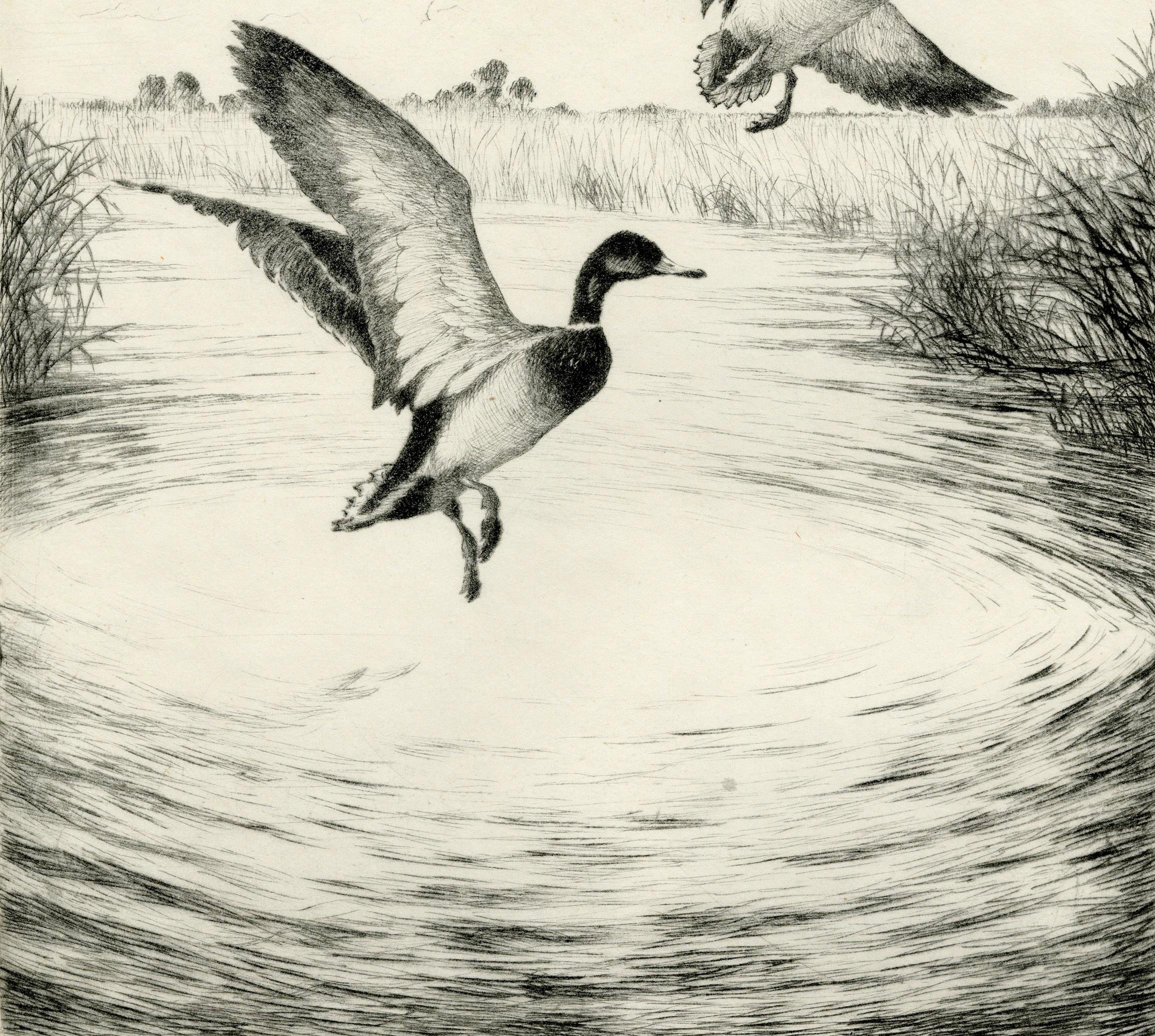 Ánade azulón (Louisiana Honkers) en venta 1