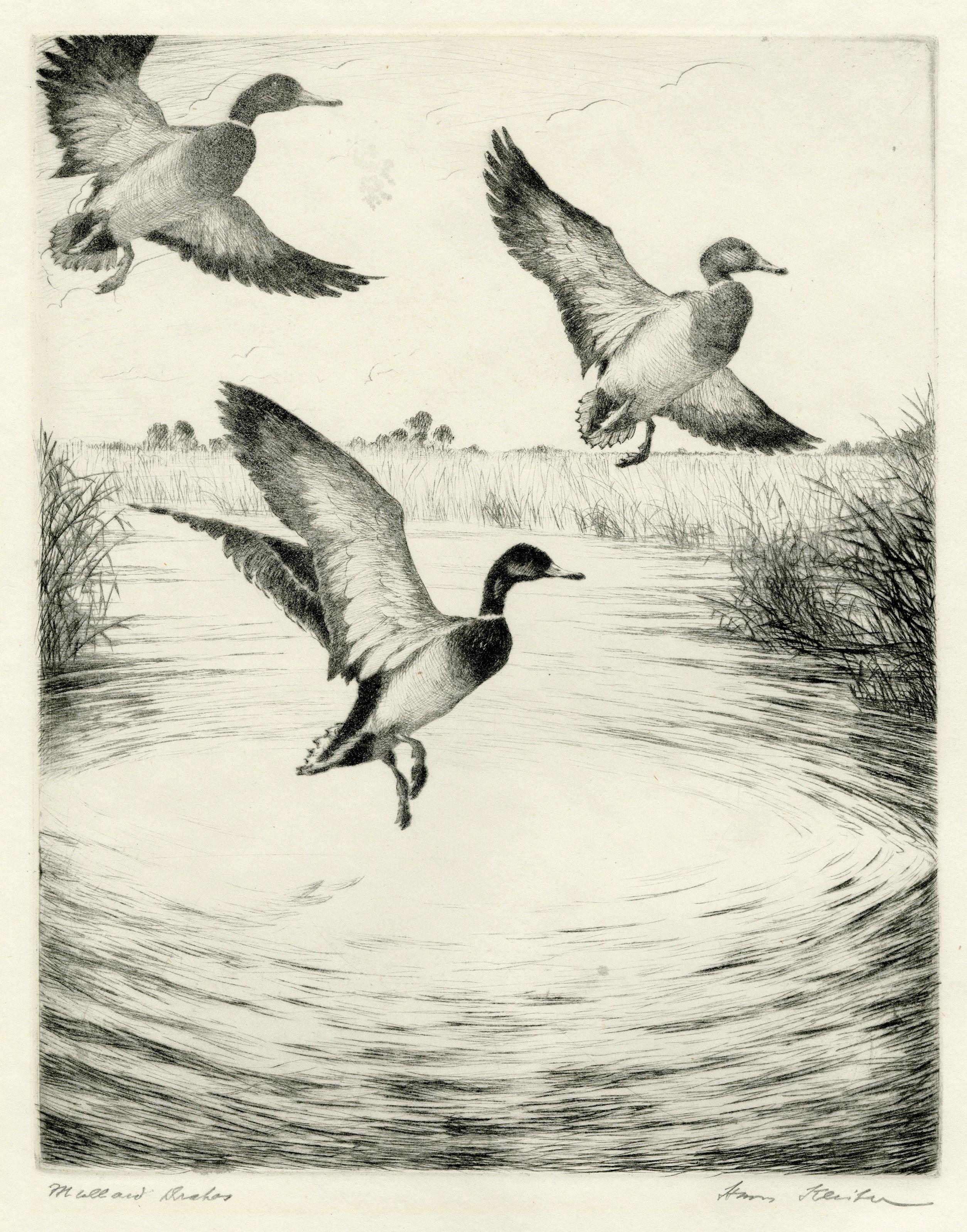Animal Print de Hans Kleiber - Ánade azulón (Louisiana Honkers)