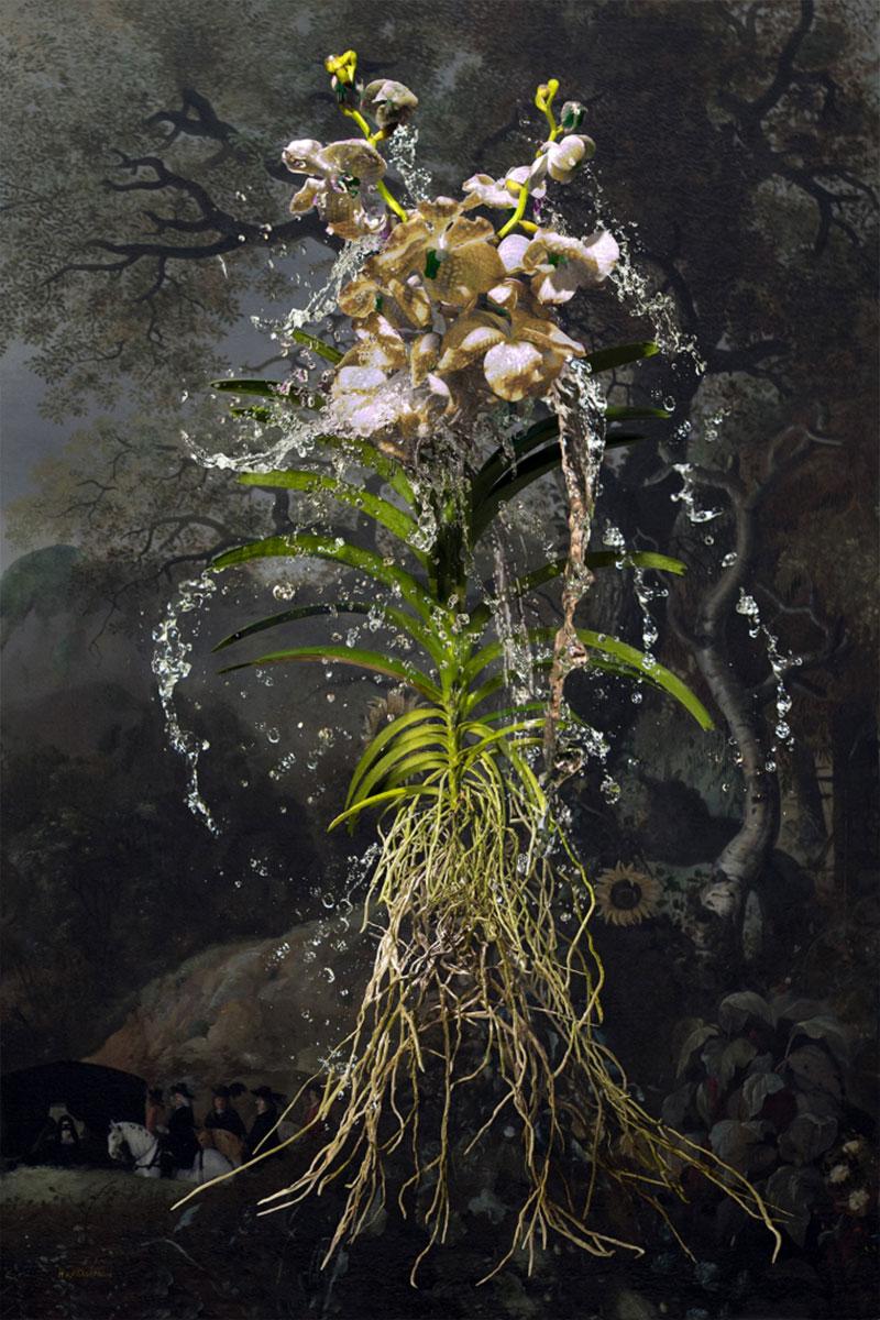 Orchidee in Schwarz von Hans Withoos