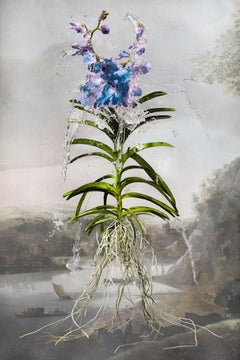 Orchidee in Weiß von Hans Withoos