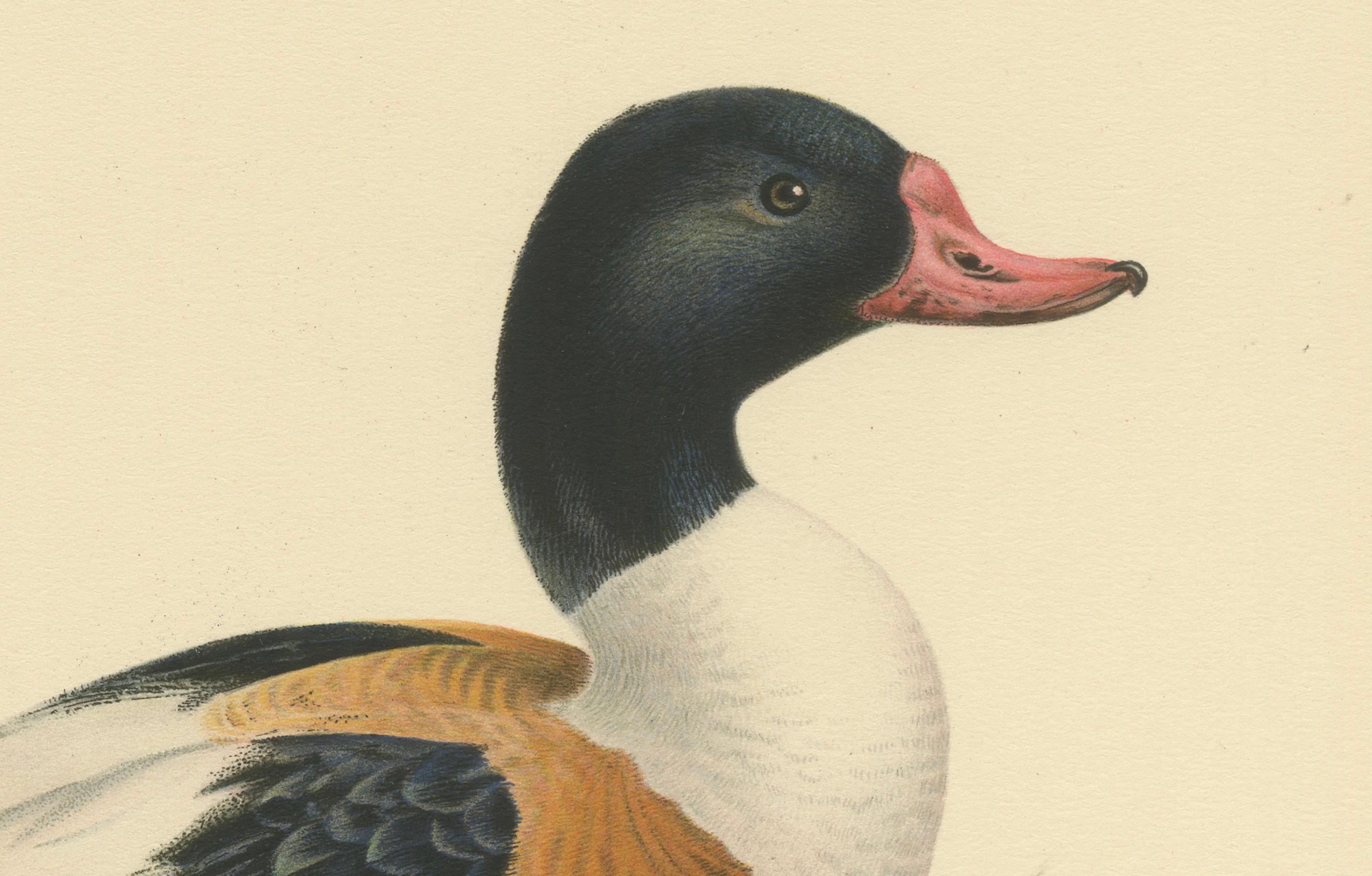 This print showcases the Common Shelduck, known scientifically as Tadorna tadorna, rendered with an impressive degree of detail and naturalistic color. The shelduck stands prominently, perched on a rocky base, its body turned slightly towards the