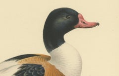 Harbor of Elegance: Bird Print of The Common Shelduck by Magnus von Wright, 1929