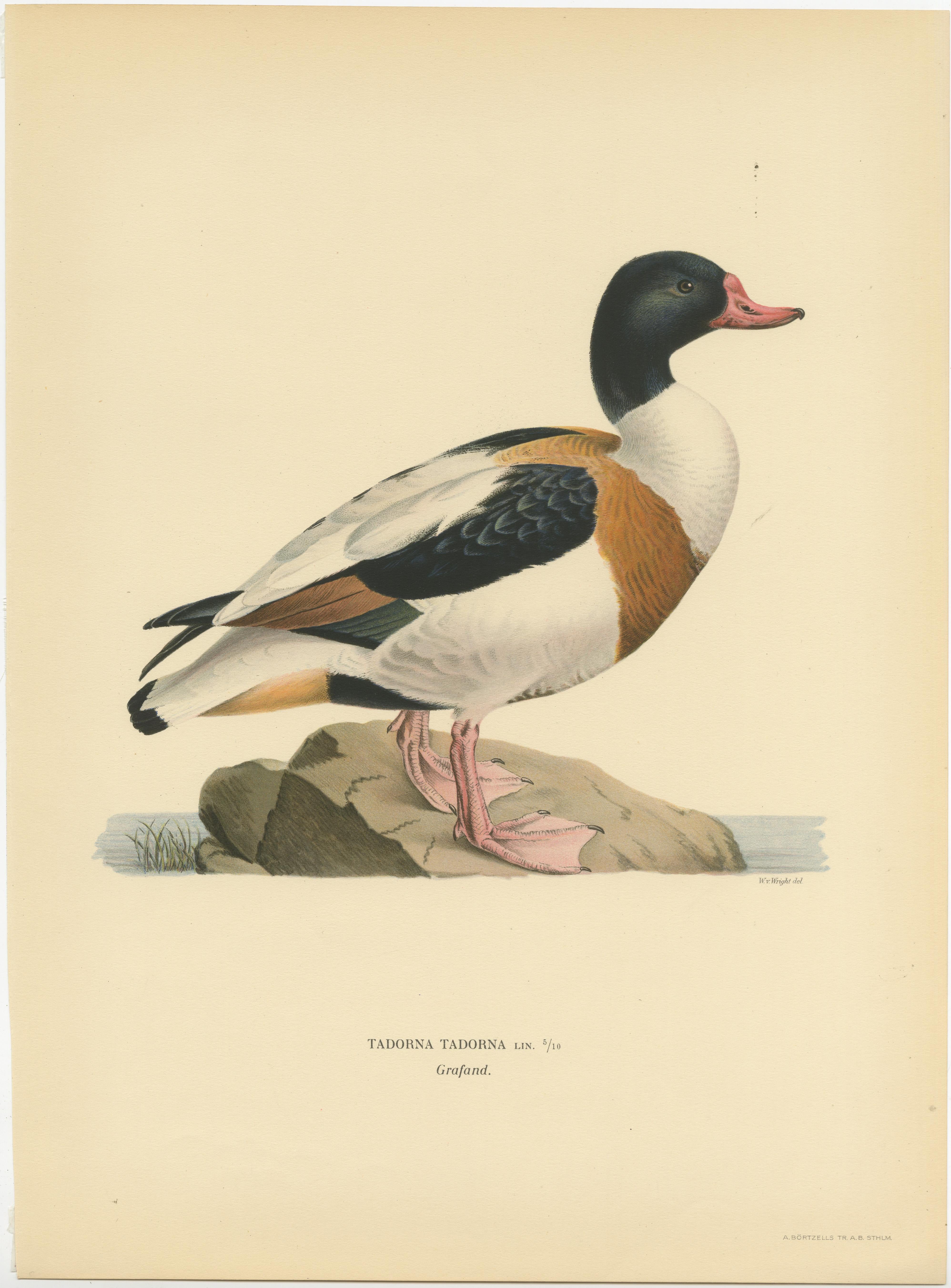 Harbor of Elegance: Bird Print of The Common Shelduck by Magnus von Wright, 1929 In Good Condition For Sale In Langweer, NL