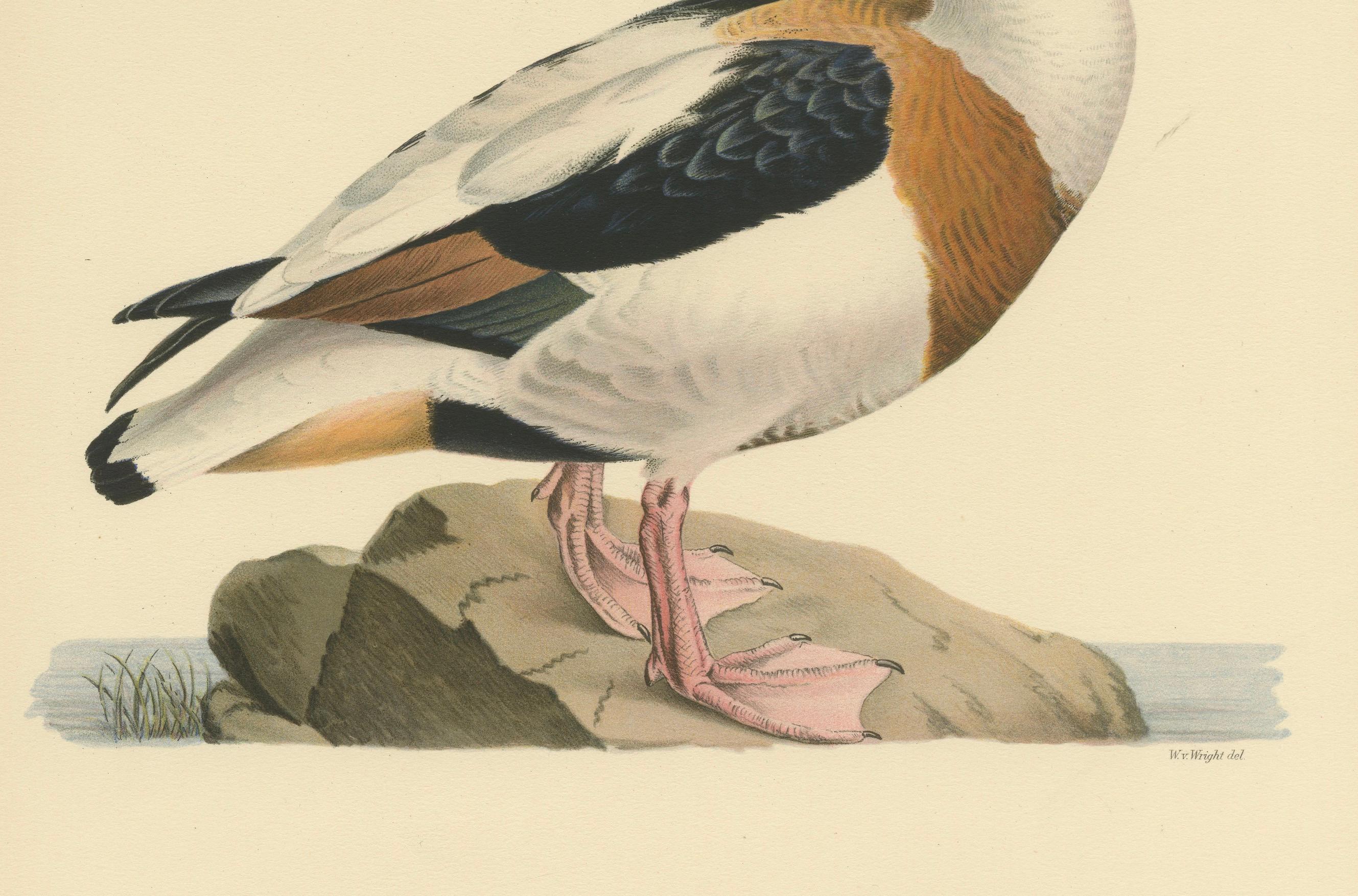 20th Century Harbor of Elegance: Bird Print of The Common Shelduck by Magnus von Wright, 1929 For Sale