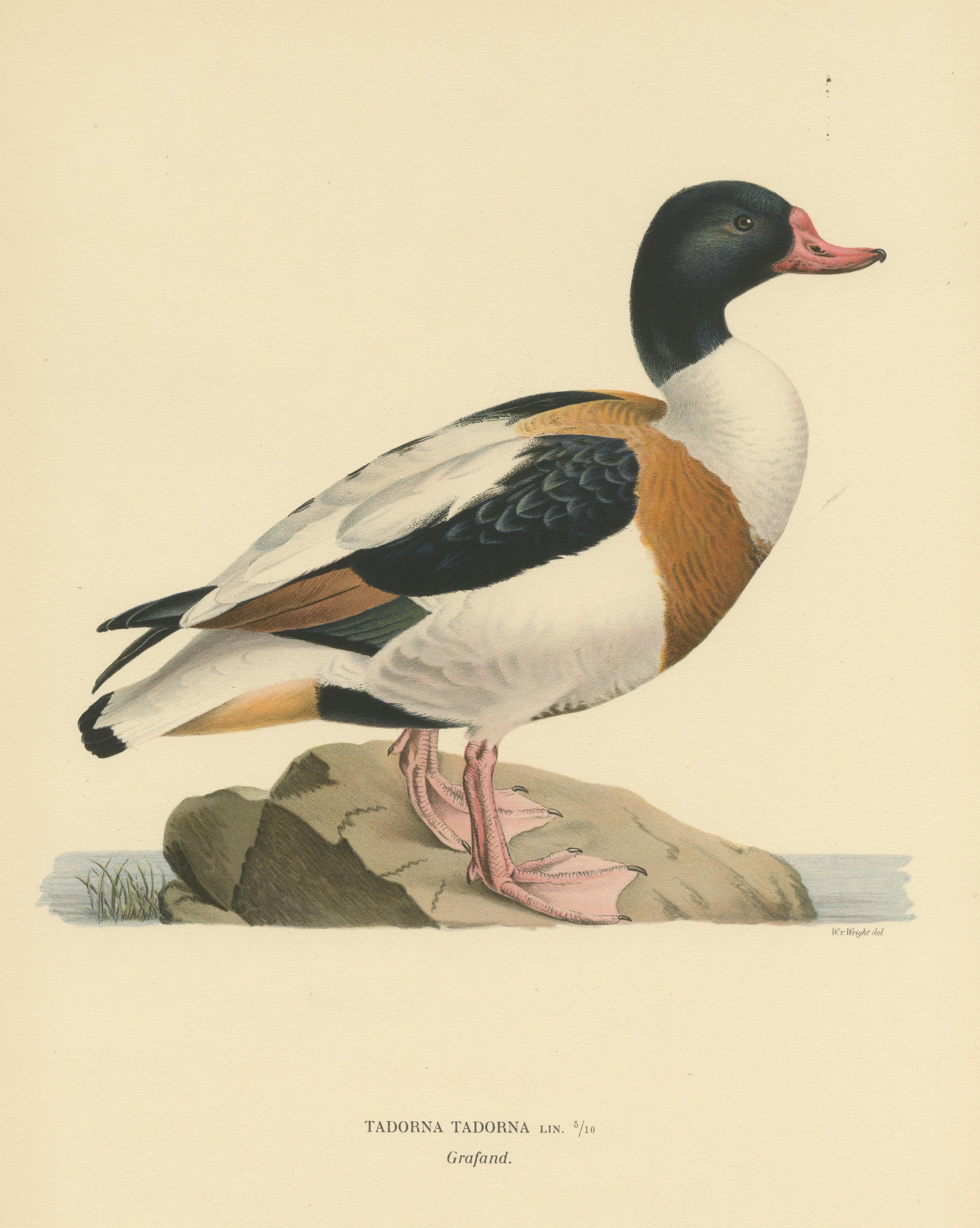 Paper Harbor of Elegance: Bird Print of The Common Shelduck by Magnus von Wright, 1929 For Sale