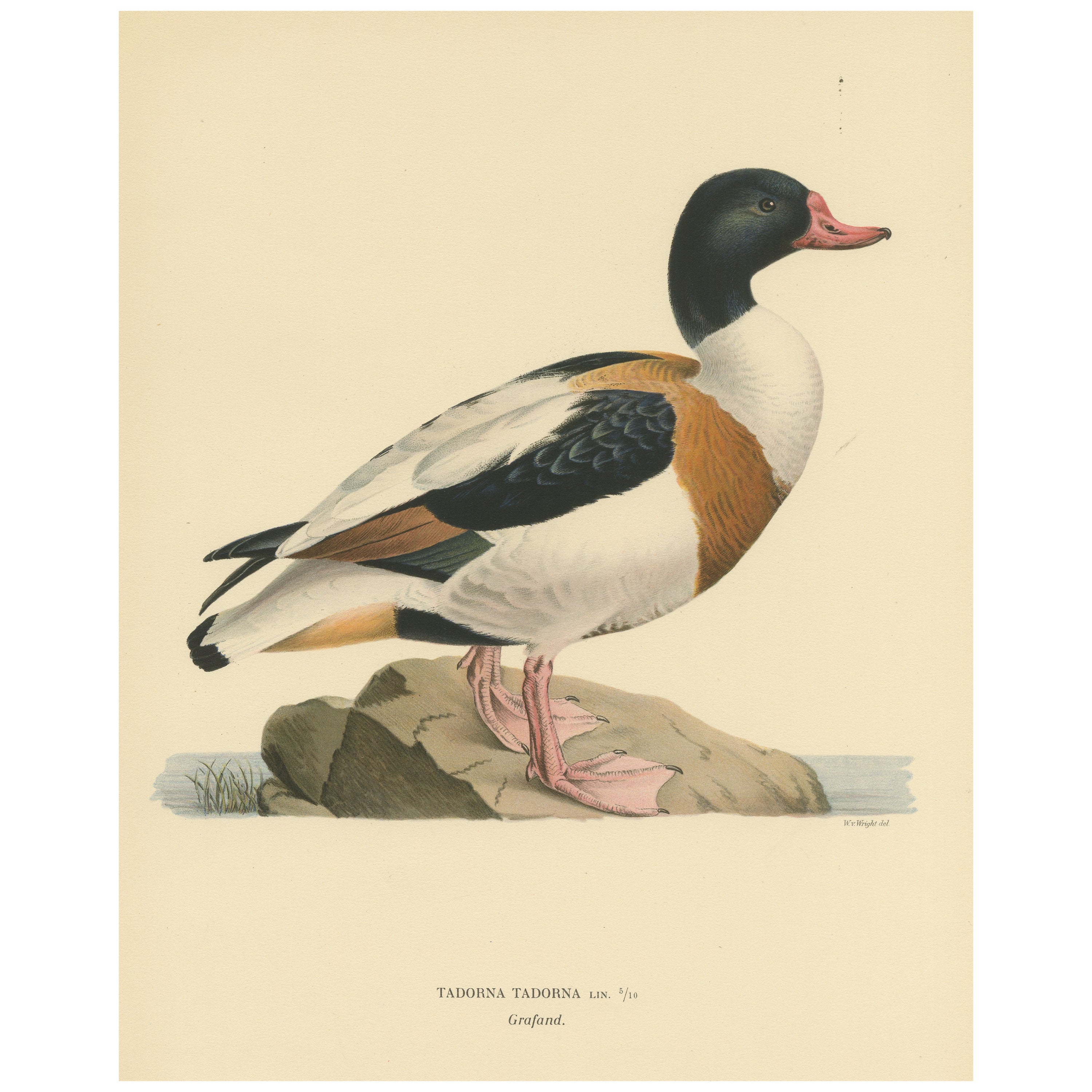 Harbor of Elegance: Bird Print of The Common Shelduck de Magnus von Wright, 1929