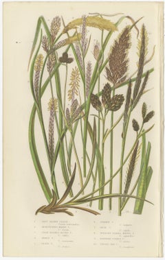 Hard Fern and Common Brake Fern Prints, Hand-Colored Botanical Engravings, 1873