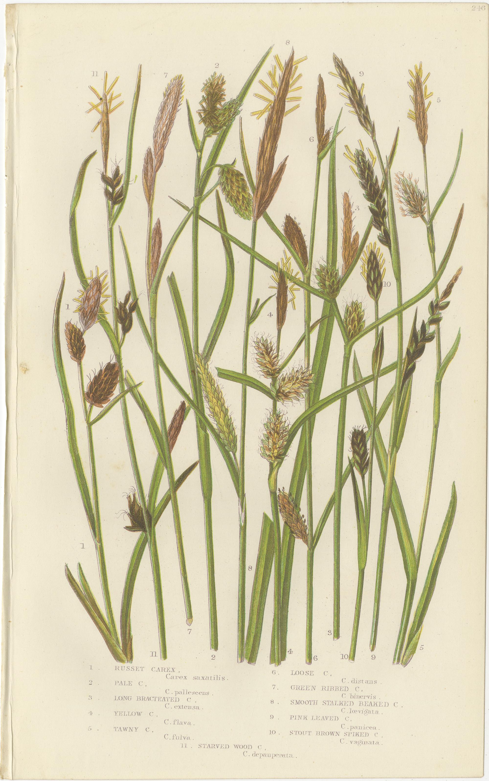 Hard Fern and Common Brake Fern Prints, Hand-Colored Botanical Engravings, 1873