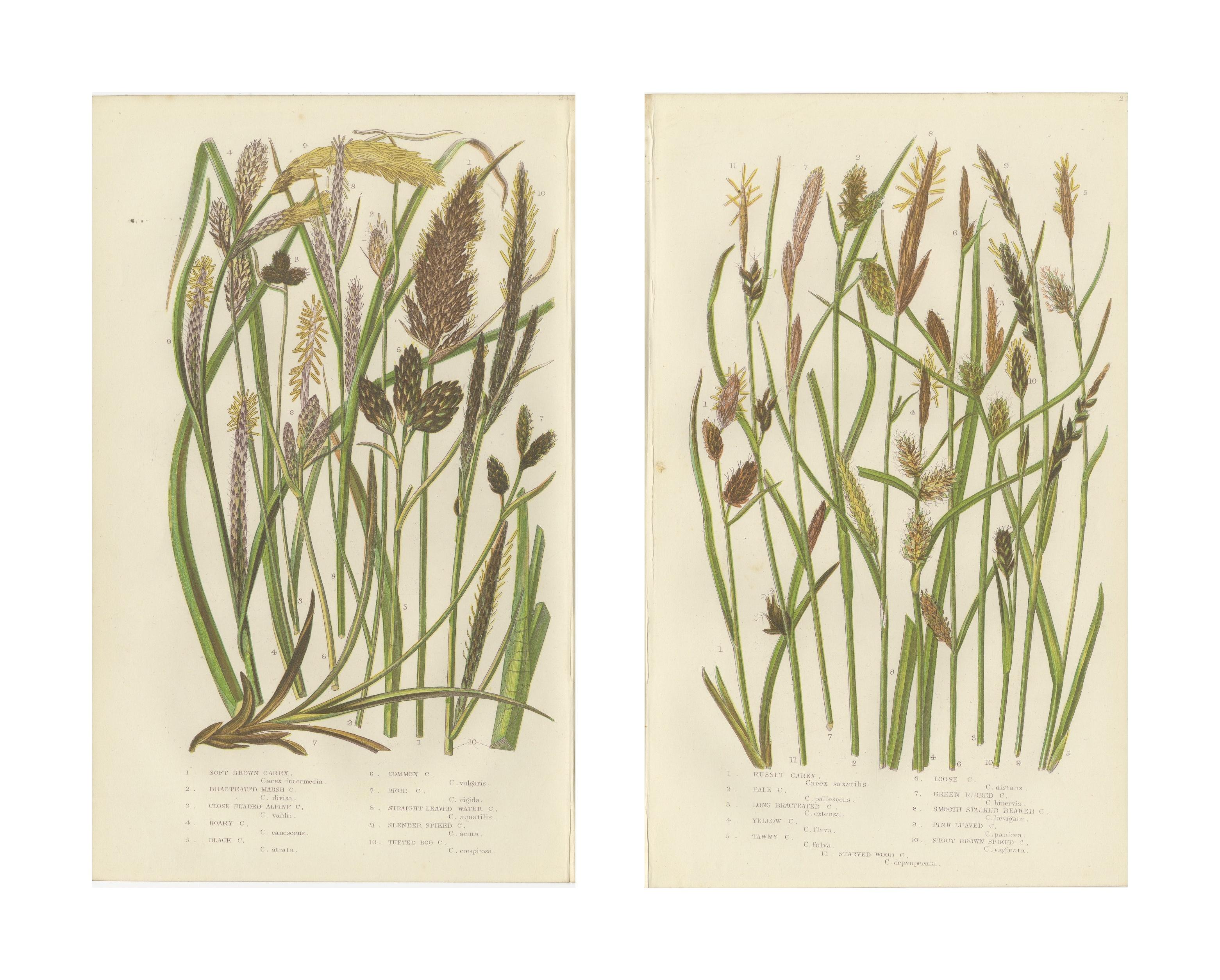 Hard Fern and Common Brake Fern Prints, Hand-Colored Botanical Engravings, 1873