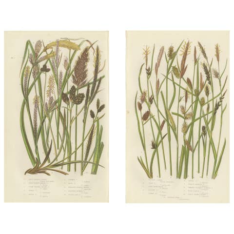 Hard Fern and Common Brake Fern Prints, Hand-Colored Botanical Engravings, 1873