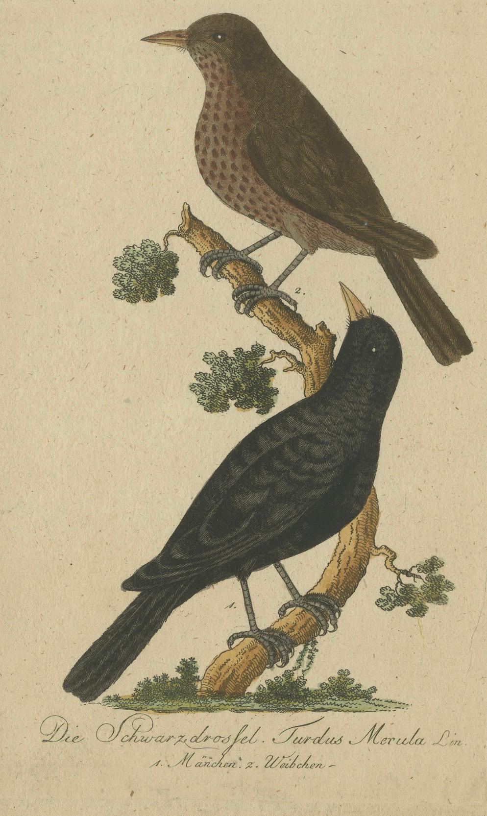 Two illustrations of the Common Blackbird (Turdus merula), a species native to Europe and widely recognized by its melodious songs. The German text below the birds translates to 