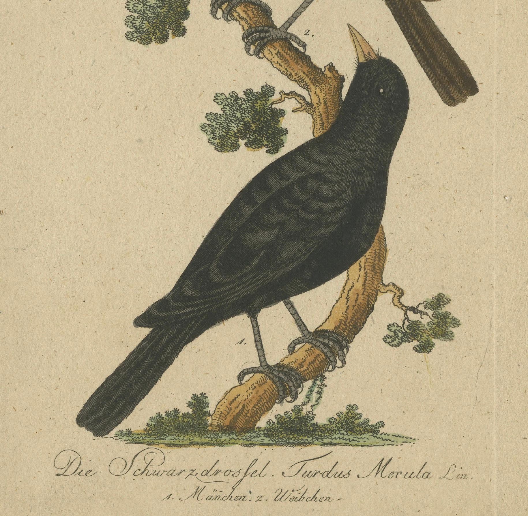 Engraved Harmonious Pair: Portraits of the Male and Female Common Blackbird, circa 1775 For Sale