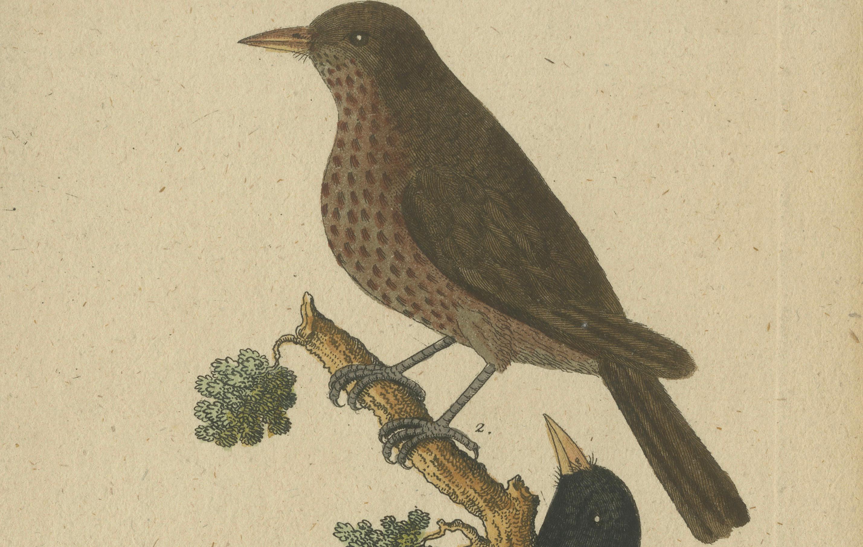 Harmonious Pair: Portraits of the Male and Female Common Blackbird, circa 1775 In Good Condition For Sale In Langweer, NL