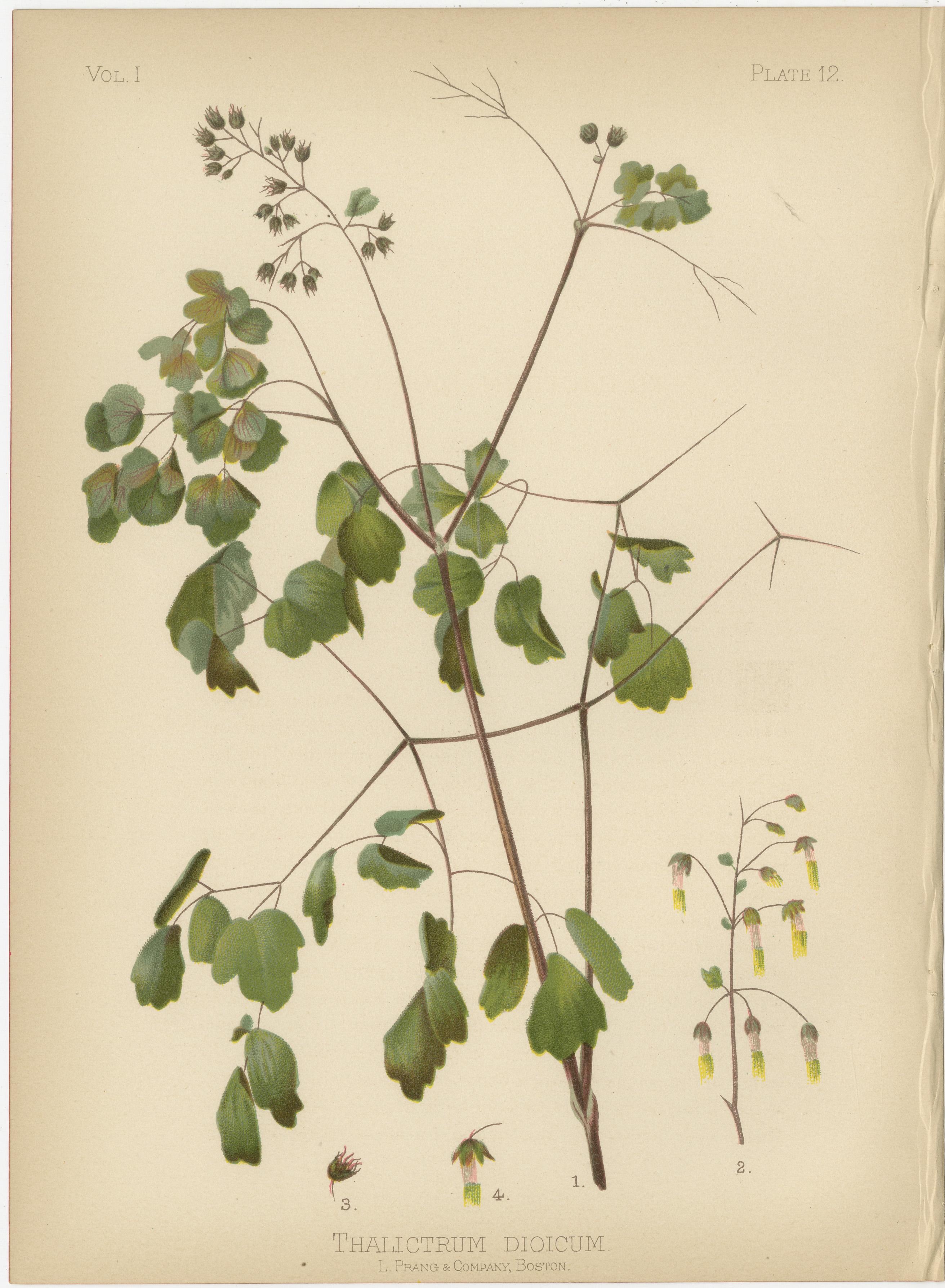 Harmony in Flora: Thalictrum Dioicum and Pachystima Canbyi Side by Side, 1879 In Good Condition In Langweer, NL
